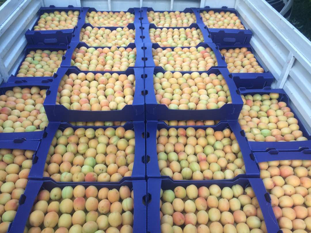 کارتن و جعبه صادراتی زردآلو 500 3 - کارتن و جعبه صادراتی زردآلو
